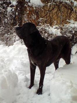 Neo Mastiff in deep snow
