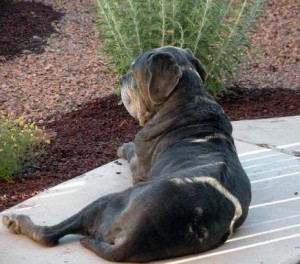 Neo Mastiff relaxing in yard
