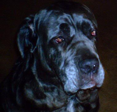 The Most SCENTS-able Neo Mastiff!