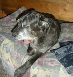 Neo Mastiff yawning