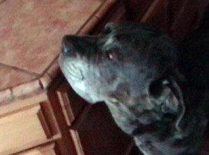 Neo Mastiff counter surfing