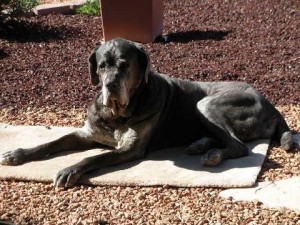 Neo Mastiff sunbathing