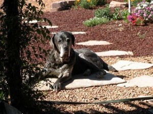 Neo Mastiff sunbathing