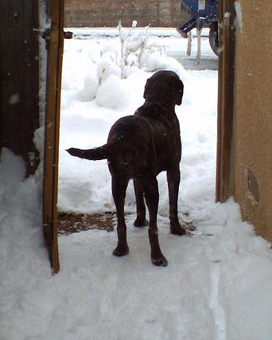 Neo Mastiff in snowy gateway