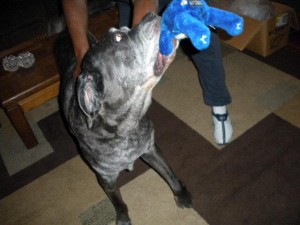 Neo Mastiff playing tuggie