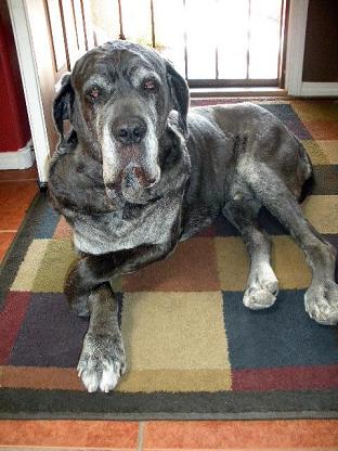Elegant Neo Mastiff