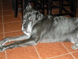 Neo Mastiff leaning up against dining room furniture