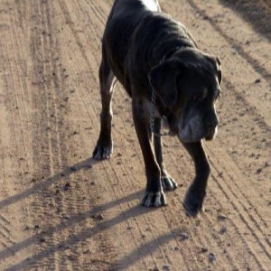 Neo Mastiff walking down a dirt road