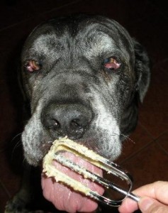 Neo Mastiff licking spoon