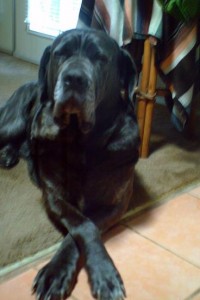 Neo Mastiff laxin' by the fridge