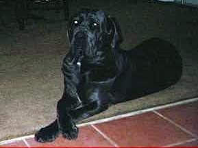 elegant Neo Mastiff puppy