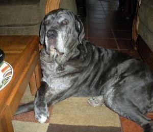 Neo Mastiff begging