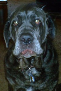 Neo Mastiff making funny face