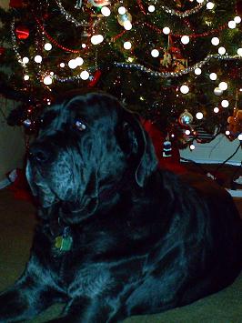 The Christmas Dog