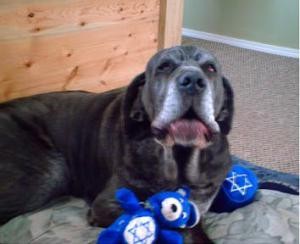 Neo Mastiff protesting