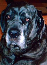 Neo Mastiff face