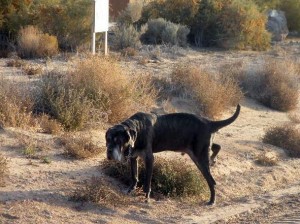 Neo Mastiff marking territory