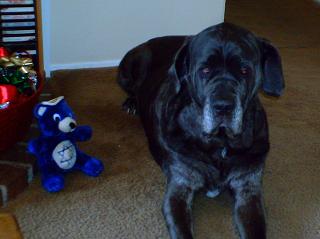 Neo Mastiff with bear toy
