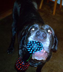 Neo Mastiff with toy
