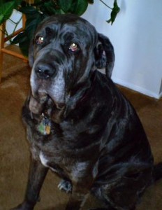 Neo Mastiff chagrined