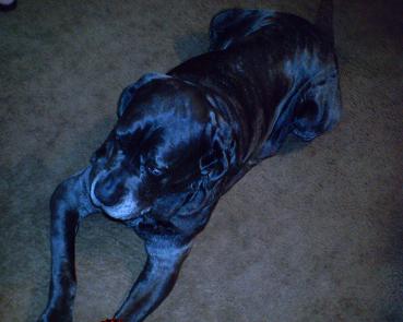 Neo Mastiff blue brindle