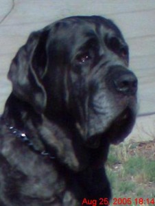 Neo Mastiff posing