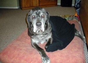 Neo Mastiff in bed with blankets covering him