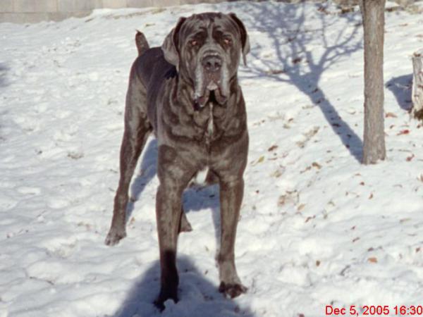 In Loving Memory of Shadrach the Neo Mastiff