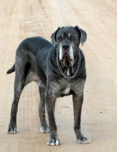Neo Mastiff walking