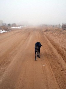 Neo Mastiff walking on dirt road in fog