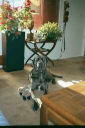 Neo Mastiff with his ferret toy