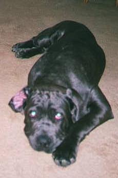 Tired Neo Mastiff puppy