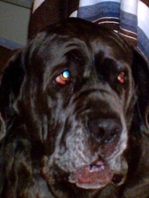 Neo Mastiff wants food