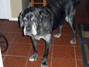 Aging Neo Mastiff making funny face