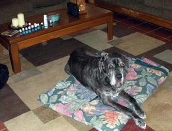 Aromatherapy for Dogs