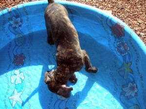 Great Dane puppy in baby pool