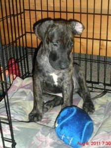 Great Dane puppy in crate with his ball
