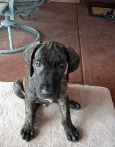 Great Dane puppy on rug