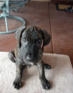 Introducing Meshach the Great Dane Puppy!