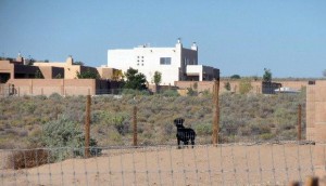 Labrador dog watching through his fence