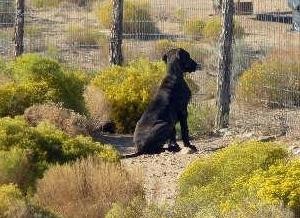 Great Dane puppy at fence watching neighbor dogs