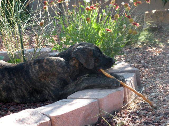 Great Dane puppy gnawing on stick in garden