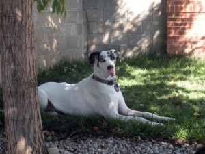 beautiful white Great Dane