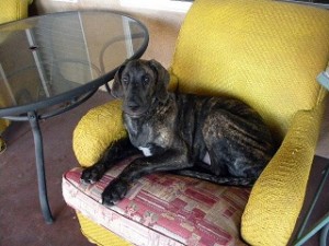 Great Dane puppy on chair