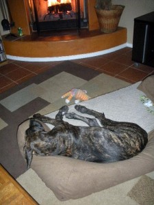 Great Dane puppy resting in front of fireplace