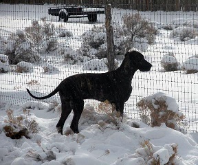 Great Dane puppy in snow