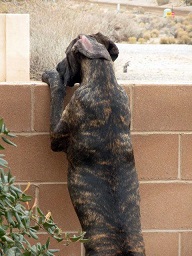 Great Dane standing up against wall