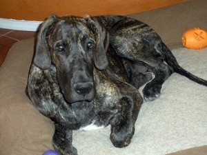 Great Dane on dog couch