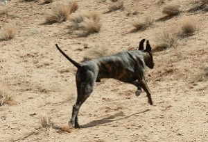 Dane chasing a frisbee
