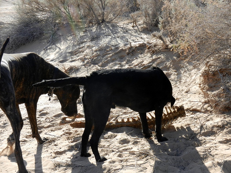 Dogs discovery skeleton in desert